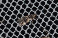 Teleiodes luculella