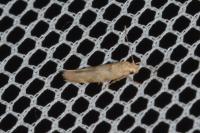 Mompha epilobiella
