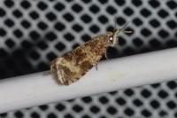 Celypha lacunana