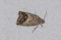 Cydia splendana
