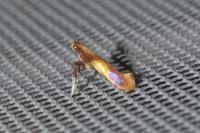 Caloptilia alchimiella