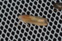 Eucosma gr. cana