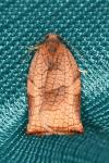 Archips podana
