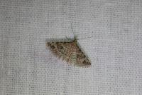 Alucita hexadactyla