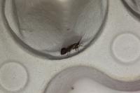 Esperia sulphurella