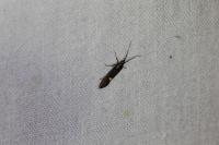 Esperia sulphurella