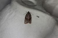 Acleris laterana