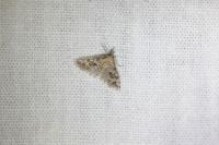 Alucita hexadactyla