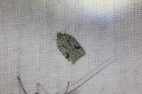 Acleris literana