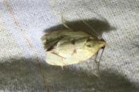 Agapeta hamana