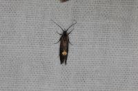 Esperia sulphurella