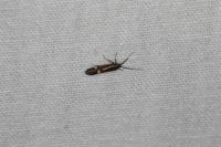 Esperia sulphurella