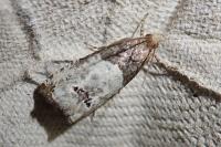 Notocelia roborana