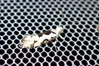 Ypsolopha sequella