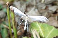 Pterophorus pentadactylus