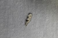 Epinotia bilunana