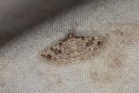 Alucita hexadactyla