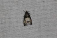 Notocelia cynosbatella
