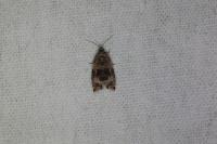 Celypha lacunana