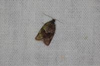 Syndemis musculana