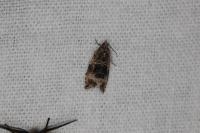 Celypha lacunana