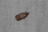 Agonopterix