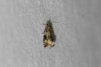 Celypha lacunana