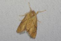 Apoda limacodes