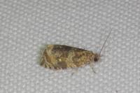 Celypha lacunana