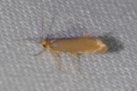 Crassa unitella