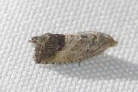 Cydia splendana