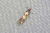 Goidanichiana jourdheuillella