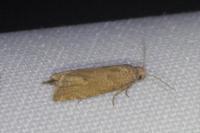 Pelochrista caecimaculana