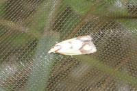 Agapeta zoegana