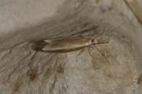 Pleurota aristella