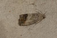 Cydia splendana