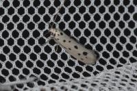 Ethmia dodecea