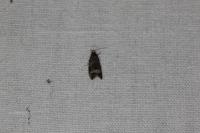 Celypha lacunana