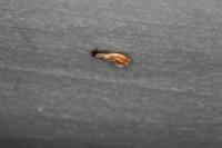 Tinea semifulvella