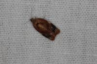 Ditula angustiorana