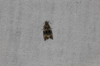 Celypha lacunana