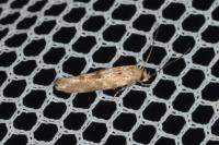 Mompha epilobiella