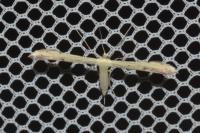 Adaina microdactyla