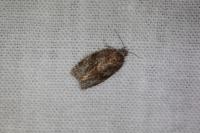 Syndemis musculana