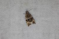 Celypha lacunana