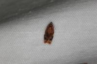 Ditula angustiorana