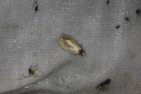 Agapeta hamana