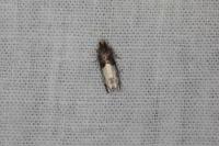 Gypsonoma sociana