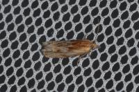 Eucosma gr. cana