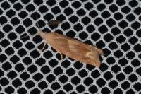 Eucosma conterminana